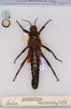 CollectionObject 1557007; e39d841d-8760-428e-9415-aeff1262346e: copyright BMNH. Anisomorpha pardalina male (syntype) [labelled LT, but yet to be published]. (CollectionObject).;CollectionObject 1557008; 3d29c764-64c1-4fcf-b45b-5184815cab44: copyright BMNH. Anisomorpha pardalina male (syntype) [labelled LT, but yet to be published]. (CollectionObject).