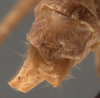 CollectionObject 1505766; 3f70dc0e-d3e2-4e79-804d-f0f1e91fa04c: male cerci (syntype). (CollectionObject).