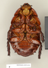 CollectionObject 1572945; 9baf3e81-e337-40b6-a330-6f90128f2fa5: Copyright Natural History Museum, London. Non-type (adult female) in BM(NH). Ventral view. (CollectionObject).