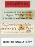 CollectionObject 1540606; 1c412348-3e67-4c7b-b0af-bfb5243470fe: male, labels (holotype). (CollectionObject).