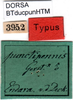 CollectionObject 1500692; 12d85404-c14f-42af-af21-1abbc16dbd53, DORSA BTducpunHTM: labels (holotype). (CollectionObject).