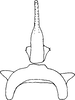 Aedeagus, ventral view on Eualebra smithii Baker, 1899: Aedeagus, ventral view. (Observation).