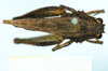 CollectionObject 1500877; a8c312e4-3fac-4744-837b-26613043a8c6: male, dorsal view (holotype). (CollectionObject).