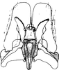Subgenital plate: !! display not done !! on Jassargus (Jassargus) distinguendus (Flor, 1861): Subgenital plate. (Observation).