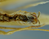 CollectionObject 1532134; 5cfa2292-493d-42b4-be61-ea15a919b562, NMW No. 9968: male terminalia, ventral view (holotype). (CollectionObject).