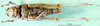 CollectionObject 1500952; 398a1753-448e-4d3f-9024-ad9d09f691c3: female, ventral view (holotype). (CollectionObject).