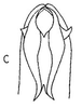 Aedeagus, ventral view: !! display not done !! on Mendozellus isis (Linnavuori, 1959): Aedeagus, ventral view. (Observation).