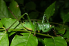 Cerberodon viridis Perty, 1832: subadult female (Brazil). (Otu).