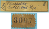 CollectionObject 1542828; ac2ffff4-27b7-44a0-8d3e-61ee1907f7ef: male, labels (syntype of Peucestes lutescens). (CollectionObject).