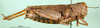CollectionObject 1565554; 9685f0cb-24f9-4155-8a6b-01ee48b109f9: female, lateral view (paratype of Rhachitopis ceraseus). (CollectionObject).