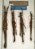 CollectionObject 1560134; 34aecbc7-111e-443a-ab41-e42d20941523: copyright NMW, Vienna. female (lectotype), male and female (paralectotypes). (CollectionObject).