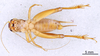 CollectionObject 1522846; 585610a4-fcf6-45a5-a6b1-e217438a5734: Male, ventral view (holotype). (CollectionObject).