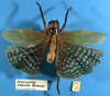 CollectionObject 1520570; 0f626255-53d9-4cf3-969b-7e9a9c23f497: male, dorsal view. (CollectionObject).