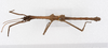 CollectionObject 1559195; aa5f1cb2-2630-4cd9-86df-c8c4f3c1eccd: copyright ZMUH, Hamburg. male, dorsal view of synonym Hypocyrtus substrumosus (paralectotype). (CollectionObject).