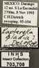 Other on Eupterella gladia DeLong & Ruppel, 1950: Labels. Labels for the dorsal, lateral and face images. (Observation).