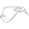 Pygofer, lateral view on Brazosa picturella (Baker, 1923): (Observation).