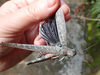 FieldOccurrence 129; cbdaad78-4f6e-4af4-9f1d-0711fcaa0a18; Mpwapwa District near Gulwe, 2020/03/??: male, wing detail. (FieldOccurrence).