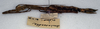CollectionObject 1557062; dc9e85fd-28a5-4f40-a09e-93612e770d9e: copyright NMW, Vienna. female, lateral view of synonym Anisacantha vidua (holotype). (CollectionObject).