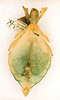 CollectionObject 1561225; 26a2b213-b116-4406-9dd7-a8a0fa79c27d: copyright ANSP. female (holotype). (CollectionObject).