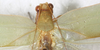 CollectionObject 1552394; b9494f75-fbd8-4511-a832-d47514087b42: male, pronotum and stridulatory area, dorsal view. (CollectionObject).
