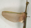 CollectionObject 1560357; NMW 1138, 1ed927ad-88bd-4b68-8141-334367c8647e: copyright NMW, Vienna. male, wings (holotype). (CollectionObject).