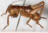 male, lateral view (syntype). Depicts CollectionObject 1531230; b938e402-fb7e-4063-834f-8eb4b974ded0, a CollectionObject.