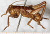 CollectionObject 1531230; b938e402-fb7e-4063-834f-8eb4b974ded0: male, lateral view (syntype). (CollectionObject).