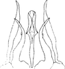 Aedeagus, ventral view on Empoasca (Empoasca) armara Langlitz, 1964: Genital capsule, ventral view. (Observation).
