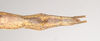CollectionObject 1864532; e9546030-2ecc-4eeb-aa99-5a7188fd4bab: female: end of abdomen, dorsal view of synonym Alopus coccophages (syntype) Source: Paul Brock's photos, copyright Natural History Museum, London. (CollectionObject).