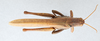CollectionObject 2868647; f19e88bf-cb9f-4c51-a2dd-bb0880225d78, CNCI 981657: Schistocerca rubiginosa. Dorsal view. (CollectionObject).
