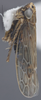 Habitus, lateral view on Deltocephalus fuscinervosus Van Duzee, 1894: Lateral. (Observation).