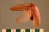 Stictolampra miranda (Shelford, 1906): Copyright UMO, Oxford. Type, dorsal view. (Otu).