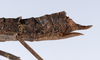 CollectionObject 1561595; 68d0547e-6685-4782-b266-e2a0e5f91570: copyright ZMUH, Hamburg. female: end of abdomen, lateral view (syntype). (CollectionObject).