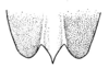 Caenomastax insignis Hebard, 1923: Pl. 12, Fig. 9 (after allotype). female, subgenital plate, ventral view. (Otu).