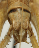CollectionObject 1534992; 17910123-460b-4ab9-9218-02654dfaa74b: male cerci (syntype). (CollectionObject).