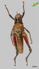 CollectionObject 2274541; Unioeste Cascavel K-1265, 443cc570-b244-4635-a940-75455d1fc545: Female, terminalia in ventral view. (CollectionObject).