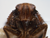 Head: !! display not done !! on Pissonotus niger Morgan & Beamer, 1949: (Observation).