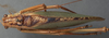 CollectionObject 1475670; f7604f8b-c67e-4af9-98e1-d2d75a7d7fb1: male, dorsal view (syntype). (CollectionObject).