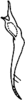 Stylus: !! display not done !! on Dayus elongatus Mahmood, 1967: Stylus or paramere. (Observation).