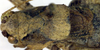 CollectionObject 1500450; bec1b14b-f576-4b0b-9f69-15252effb799, DORSA BTanaschHTM: male, dorsal view (holotype). (CollectionObject).