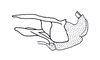 Ananotacris abditicolor Descamps, 1978: Fig. 81. Phallic complex, without epiphallus (lateral view). (Otu).