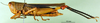 CollectionObject 1501467; 0e824201-7926-44a0-a6df-a1da7de9fb31, DORSA BA000084S01: female, lateral view (holotype). (CollectionObject).