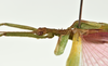CollectionObject 1562806; deb04e5f-3a12-4262-8319-4616825efe3b: copyright QMBA. male, head & thorax, lateral view (paratype). (CollectionObject).