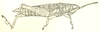 Kuantania squamipennis Miller, 1935: Fig. 3 A. female (28.5 mm, pronotum 5.5 mm, tegmina 1.5 mm, hind femora 12.5 mm). (Otu).