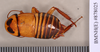 Eurycotis decipiens (Kirby, 1903): Holotype, unsexed, dorsal. BMNH(E)#878025. (Otu).