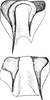 Anal tube processes: !! display not done !! on Halmyra aeluropodis (Emeljanov, 1964): Anal tube process. (Observation).