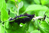 Taphronota (Taphronota) calliparea (Schaum, 1853): nymphs. (Otu).
