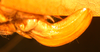CollectionObject 1568246; 08f04954-1774-40f8-a35a-488e611c2b99: ovipositor. (CollectionObject).