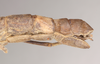 CollectionObject 1560632; NHMUK(SF IMPORT DUPLICATE) 845139, 9a2db723-7603-46b6-9b6c-c654ddfdce00: copyright Natural History Museum, London. female of synonym Aschipasma catadromus: end of abdomen, lateral view (lectotype). (CollectionObject).