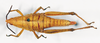 CollectionObject 1540635; fbe5df7b-82d5-40e7-81a8-63acaa73c6ea: female, dorsal view (holotype of Parasphena granulata). (CollectionObject).